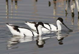 Image of avocet, pied avocet