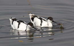 Image of avocet, pied avocet