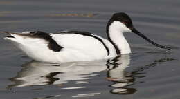 Image of avocet, pied avocet