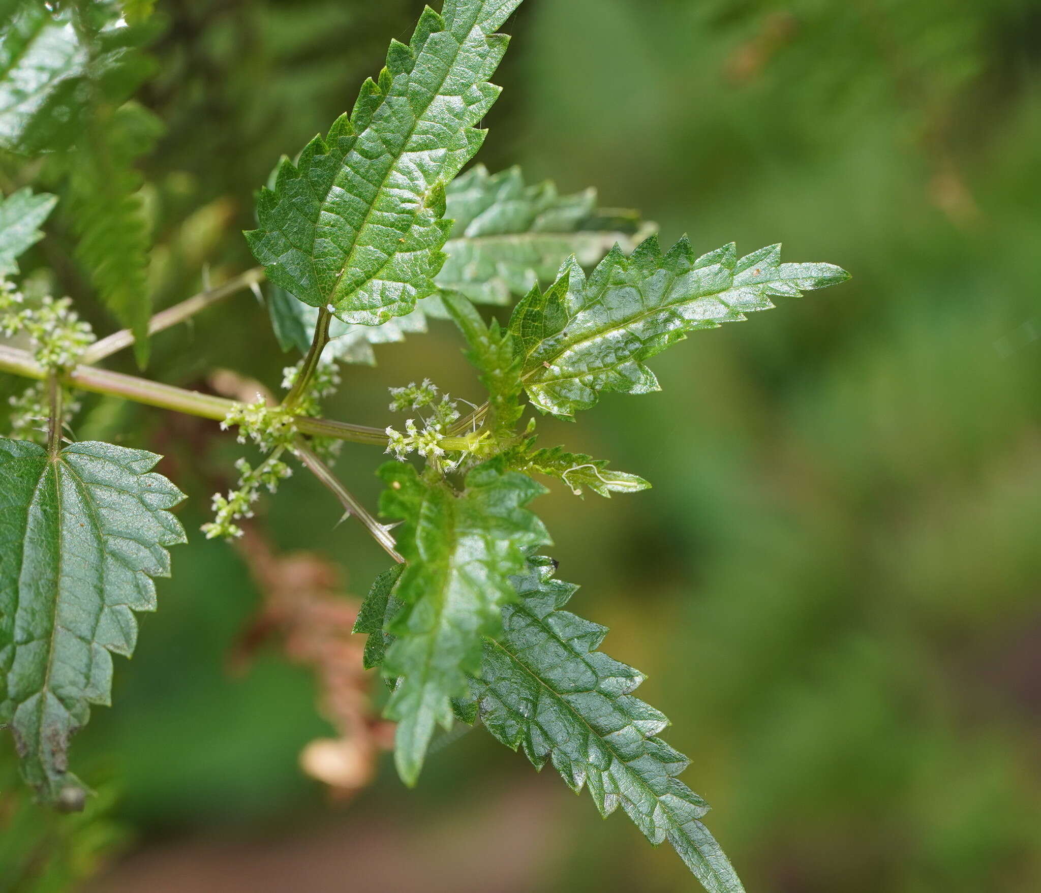 Image of Urtica incisa Poir.