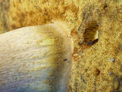 Image of Boletus speciosus Frost 1874