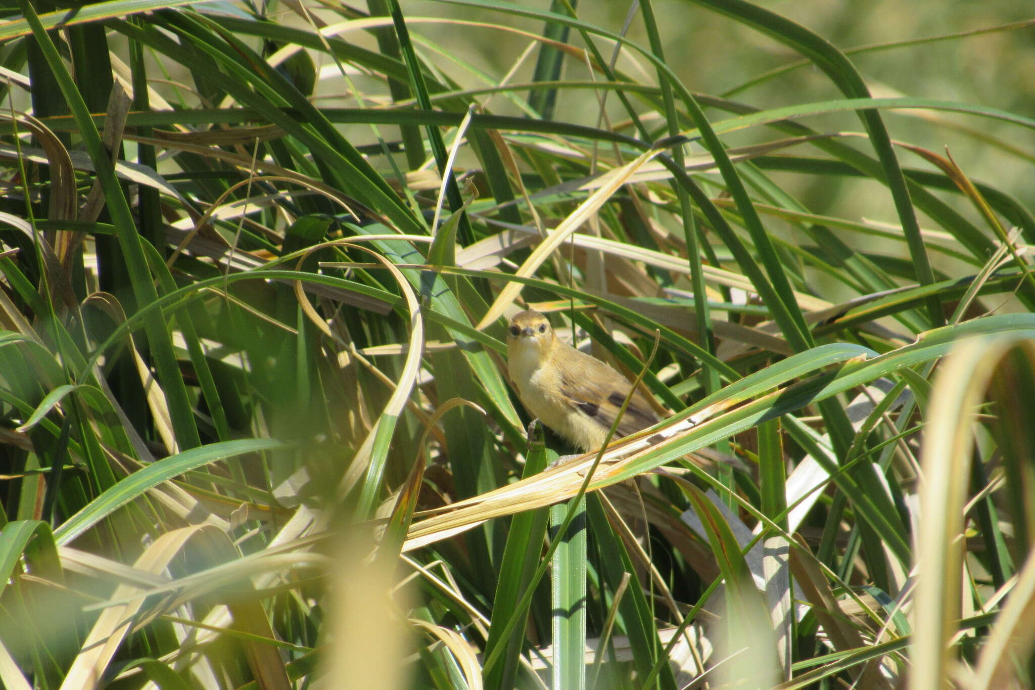 Image of Sulphur-bearded Reedhaunter