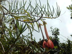 Image of Passiflora trianae Killip