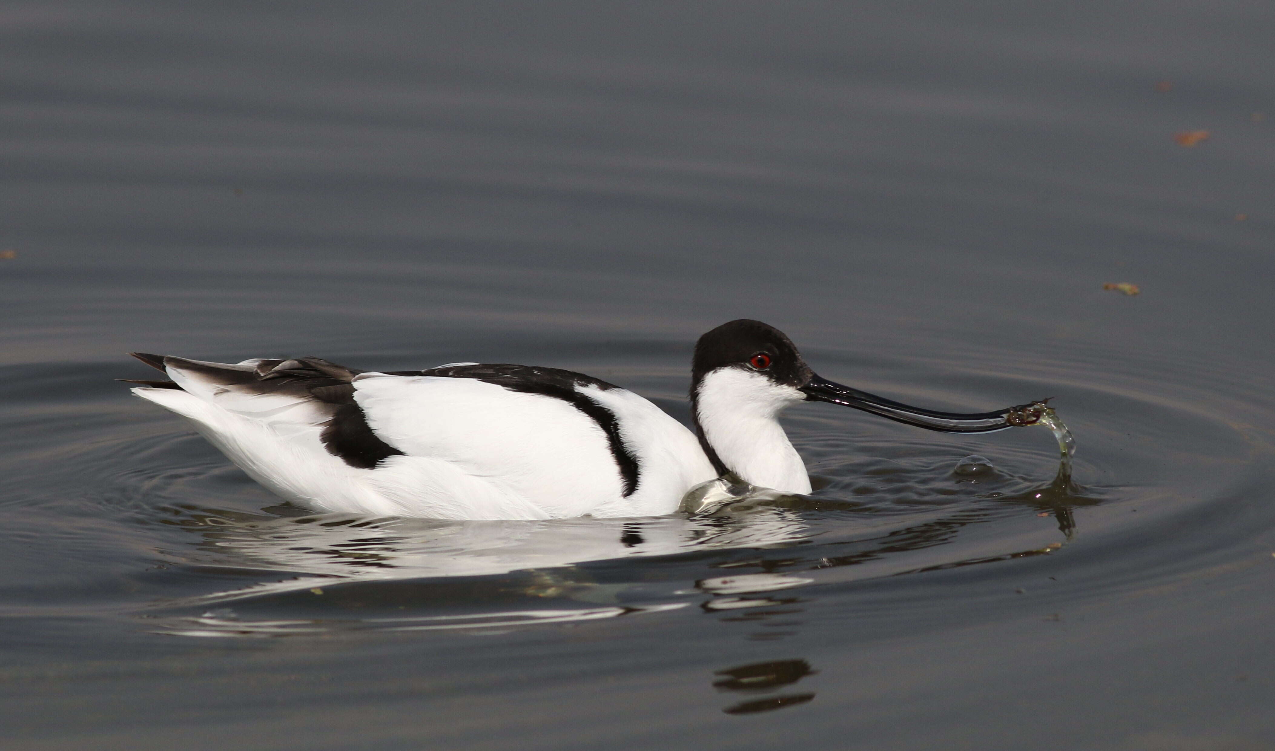 Image of avocet, pied avocet