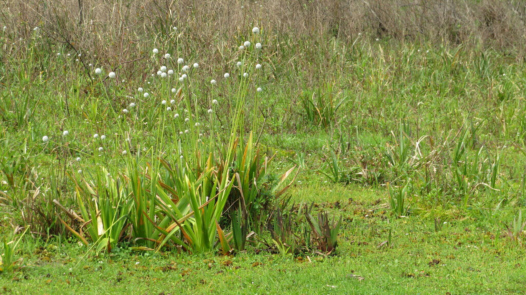 Image de Eriocaulon magnum Abbiatti