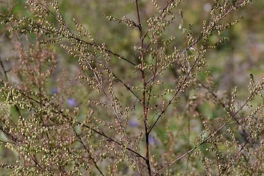 Image of redstem wormwood