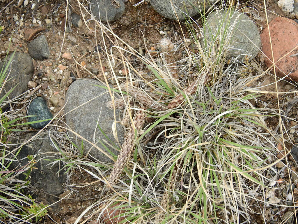 Image of Pterocactus tuberosus (Pfeiff.) Britton & Rose