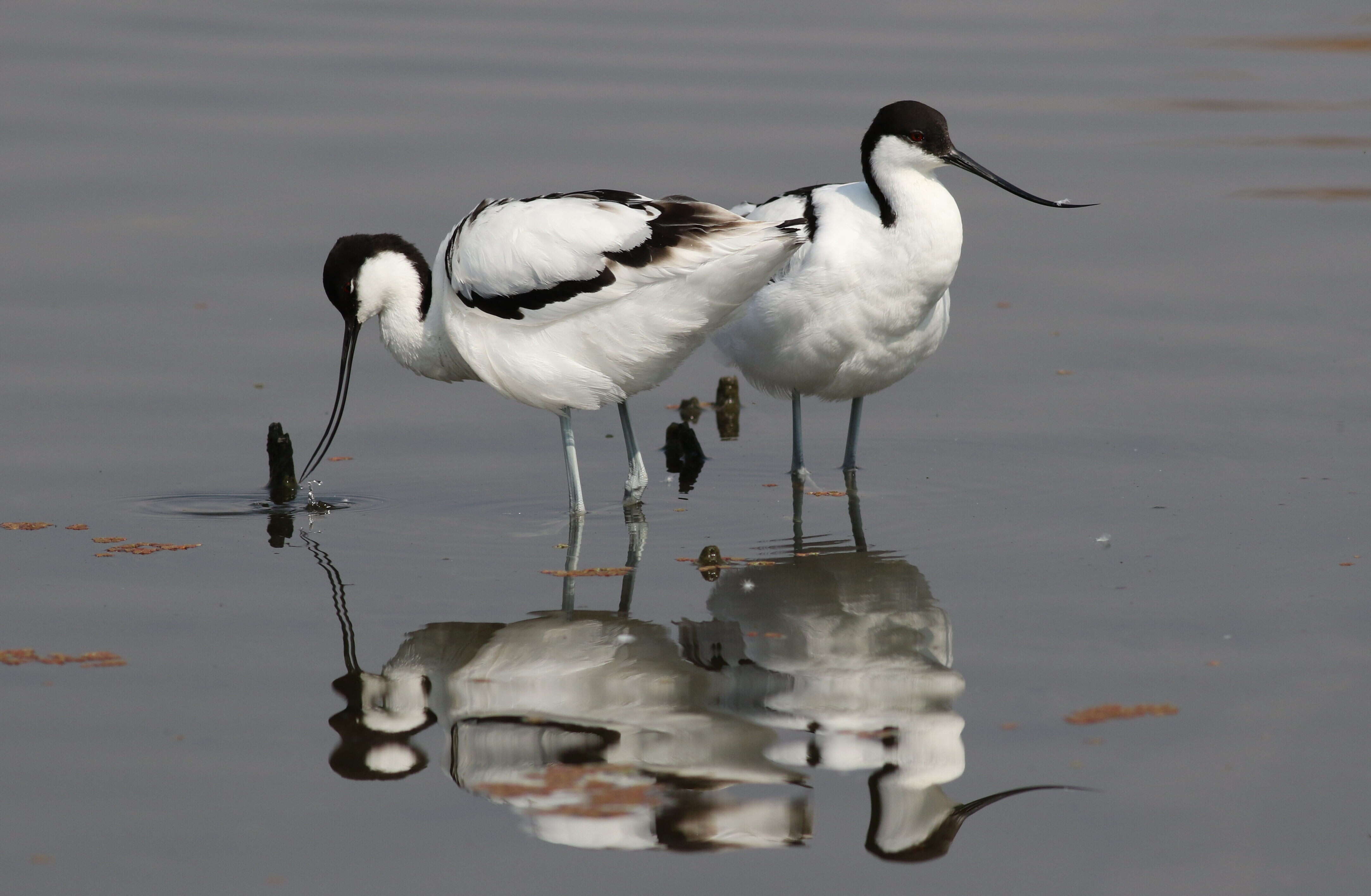 Image of avocet, pied avocet