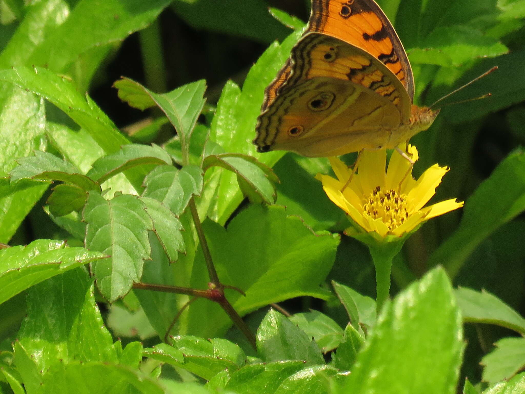 Image of Peacock Pansy