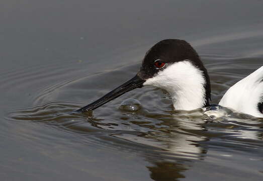 Image of avocet, pied avocet