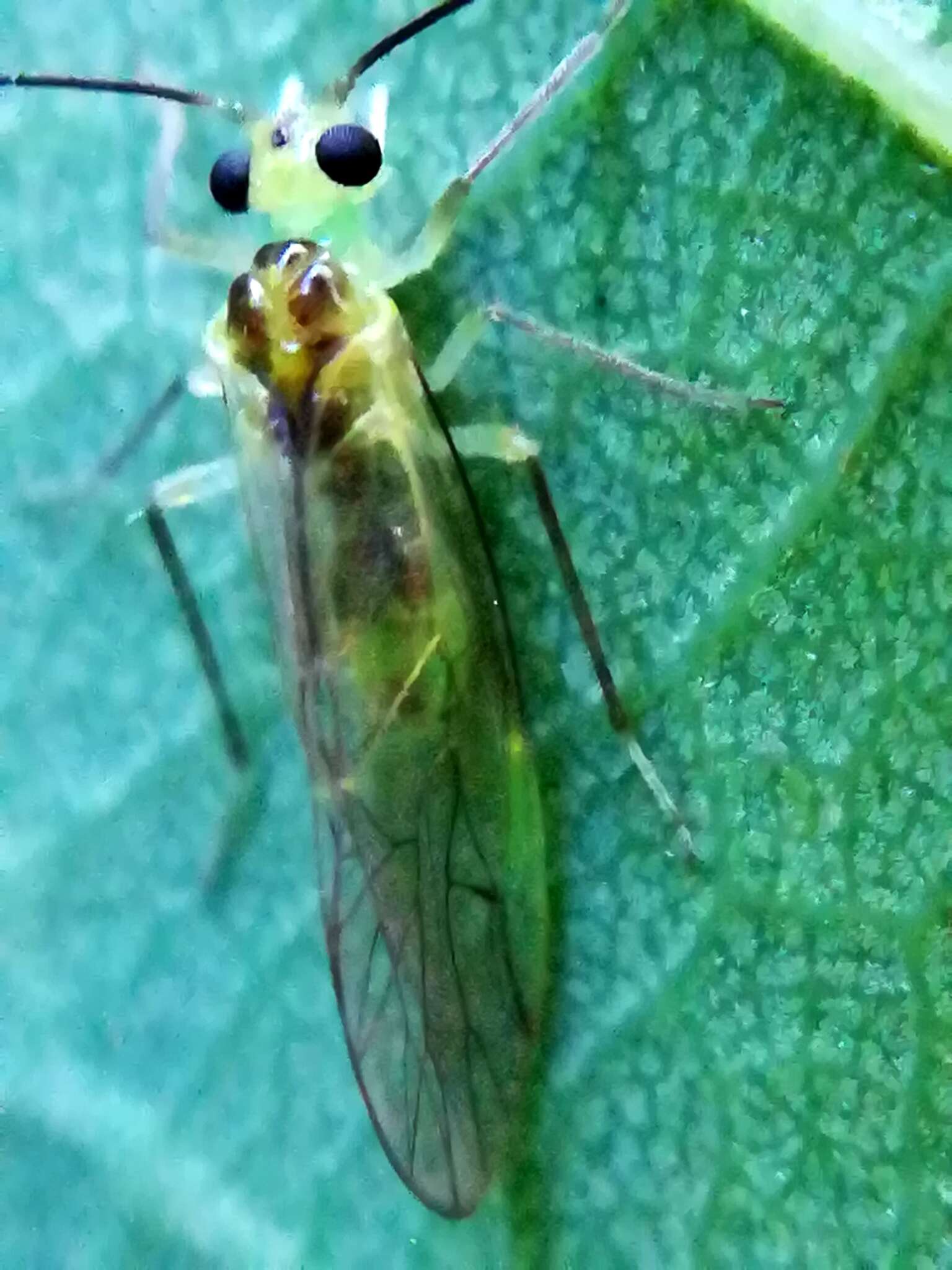 Stenopsocus stigmaticus (Imhoff & Labram 1842) resmi