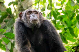 Image of Eastern Chimpanzee