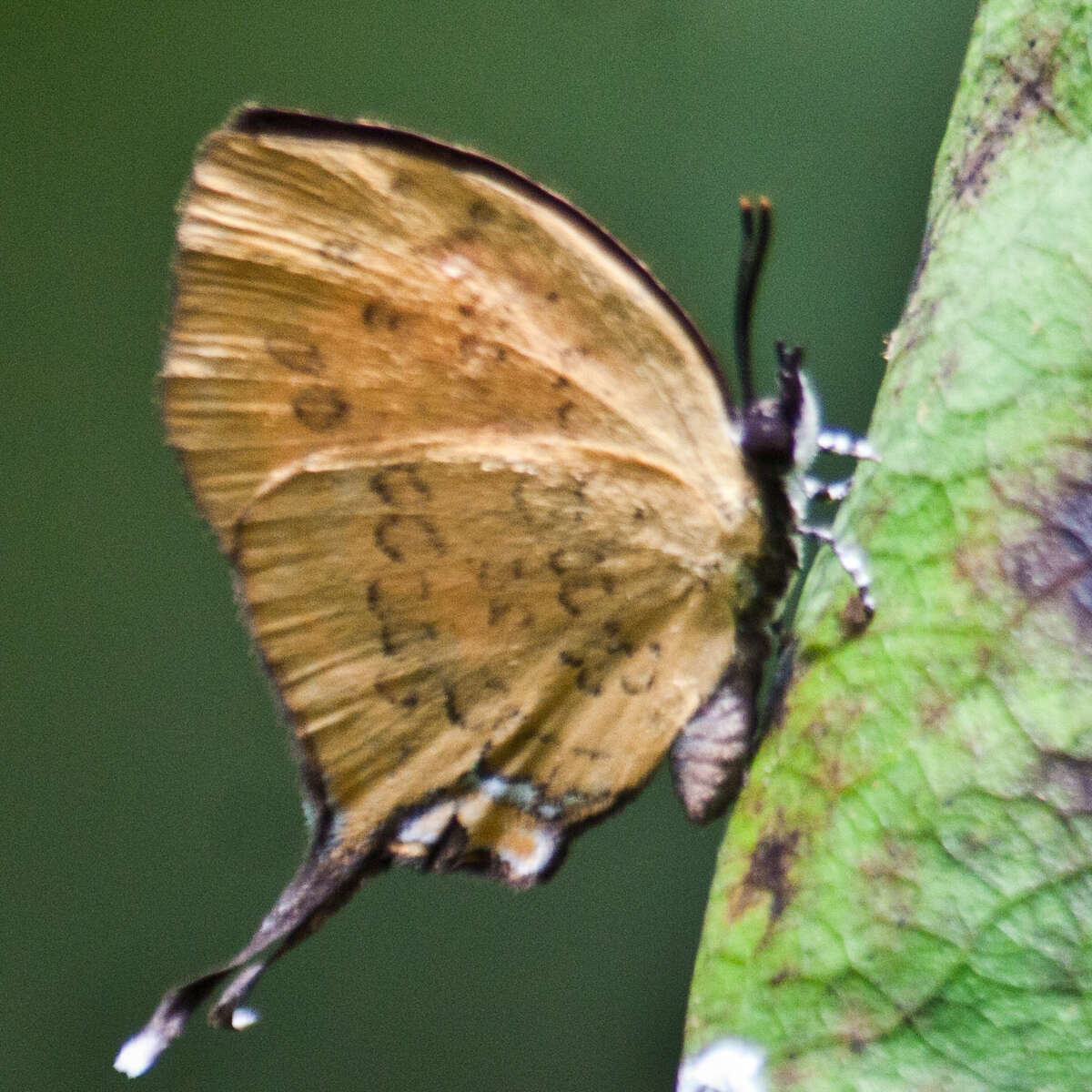 Image de Yasoda tripunctata atrinotata Fruhstorfer 1912