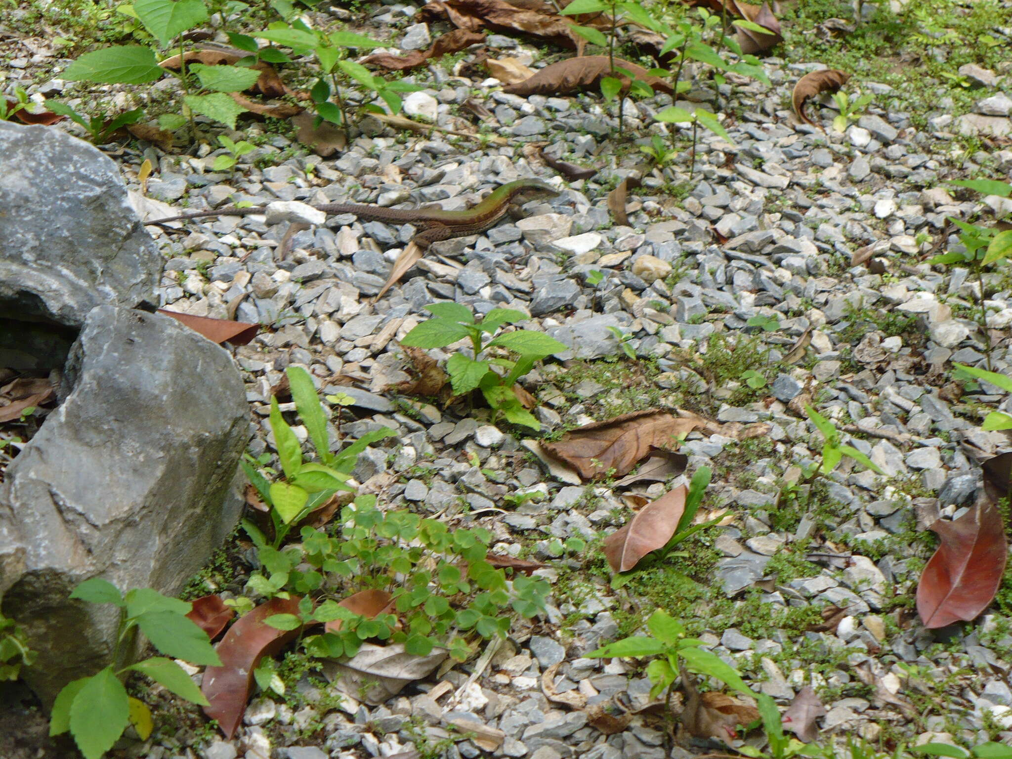 Image of Amazon Racerunner