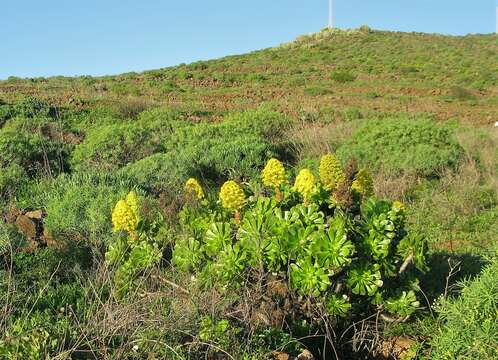 Image of Aeonium arboreum subsp. arboreum