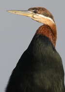 Image of African Darter