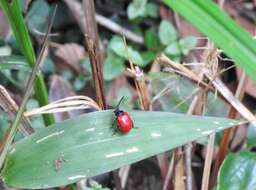 Image of <i>Podagricomela nigricollis</i>