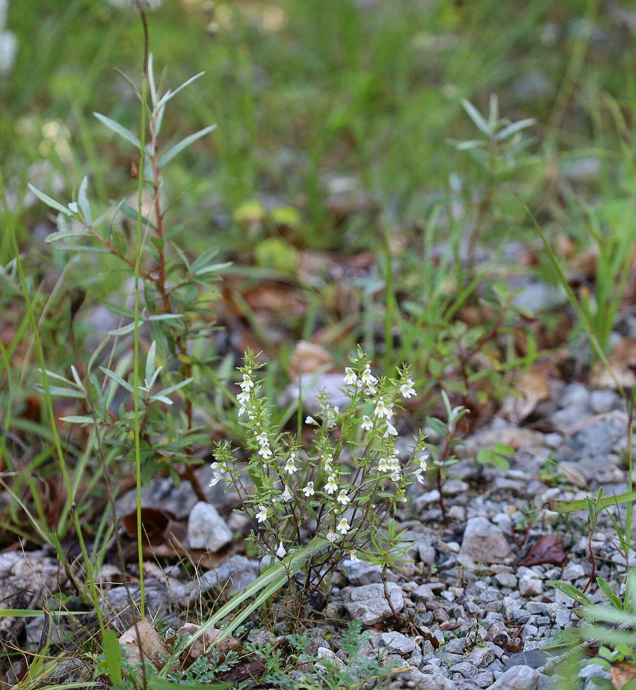 Imagem de Euphrasia salisburgensis Funck