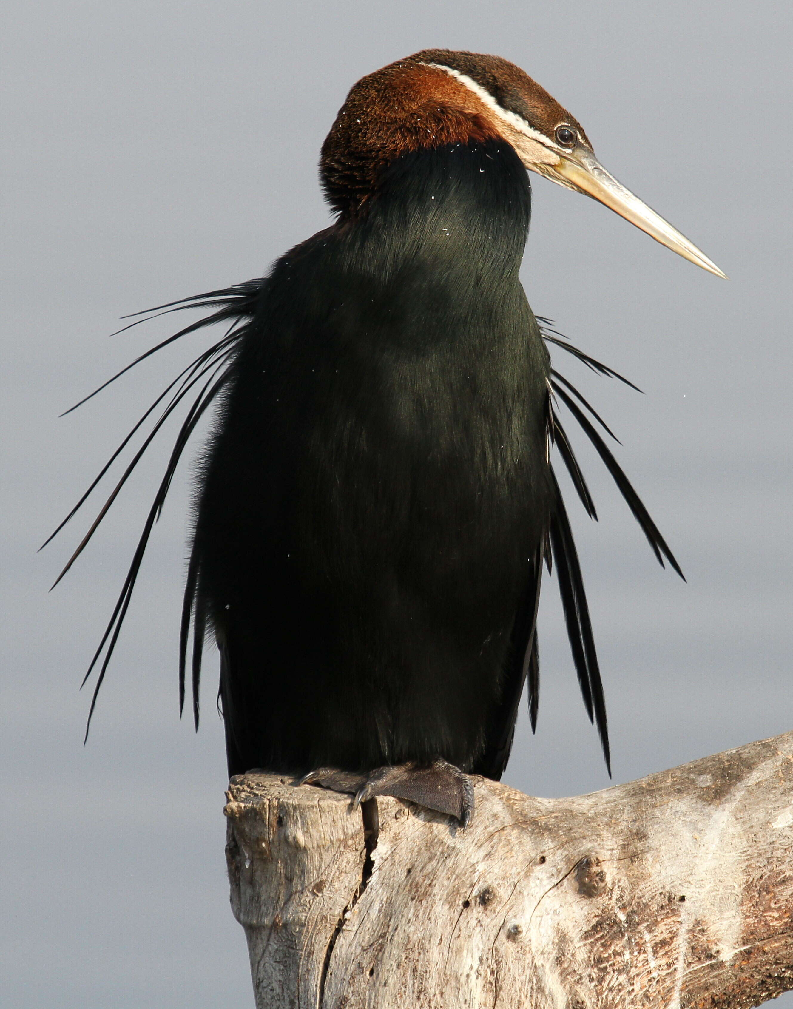 Image of African Darter