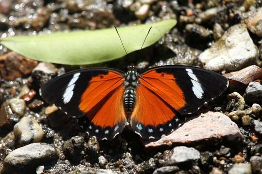 Image of Euphaedra nigrobasalis Joicey & Talbot