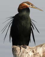 Image of African Darter