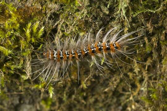 Image of Eilema costipuncta Leech 1890