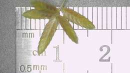 Imagem de Cyperus lanceolatus Poir.