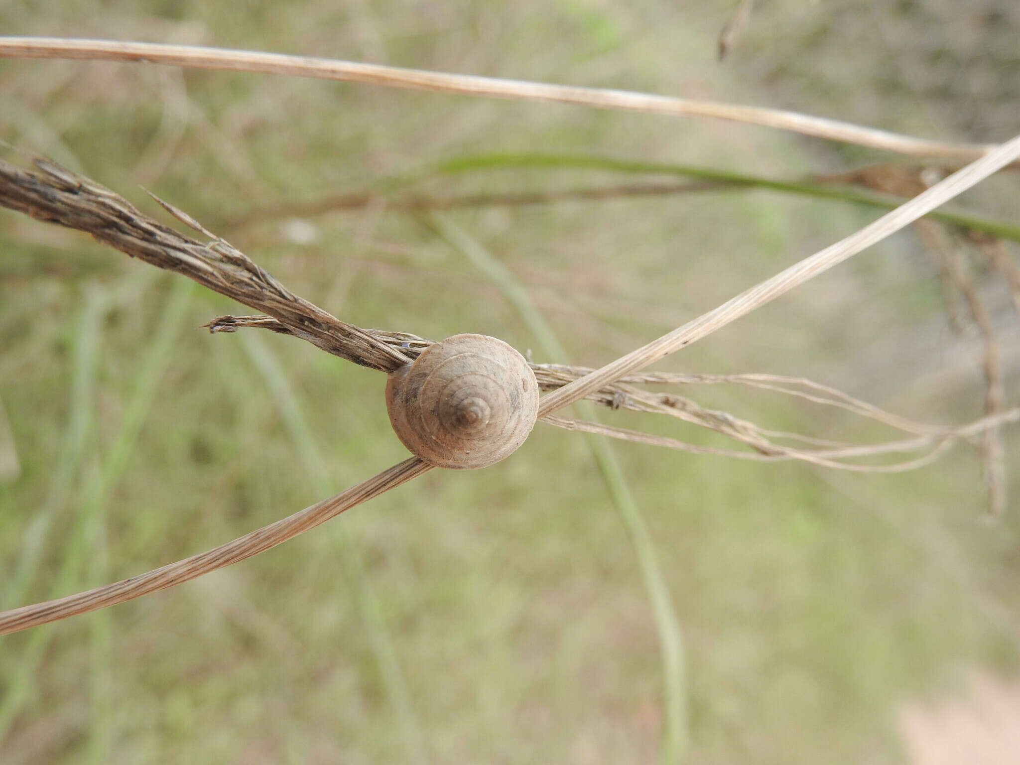 Image of Elegant helicellid