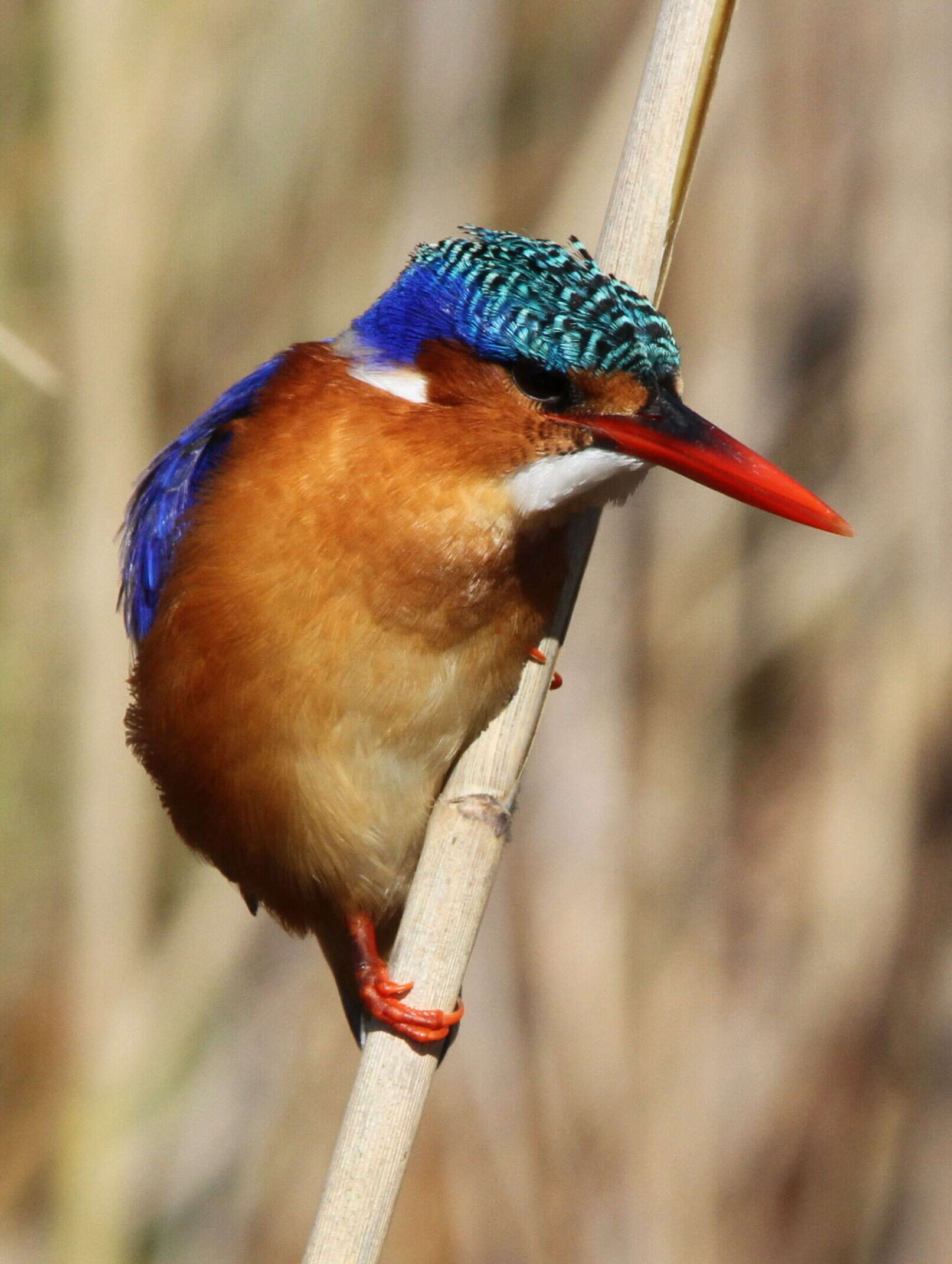 Image of Alcedo cristata