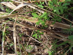 Image of Hydrocotyle paludosa A. R. Bean