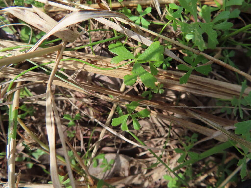 Image of Hydrocotyle paludosa A. R. Bean