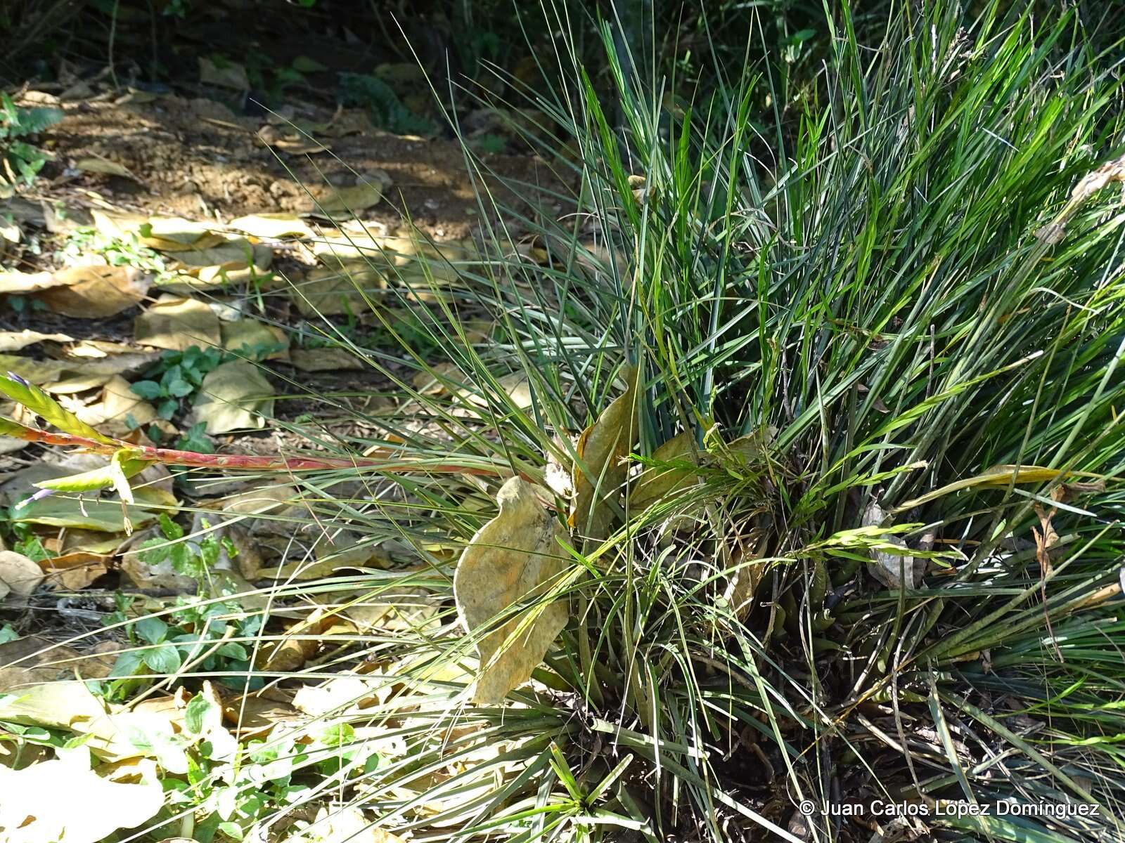 Image de Tillandsia tricolor Schltdl. & Cham.