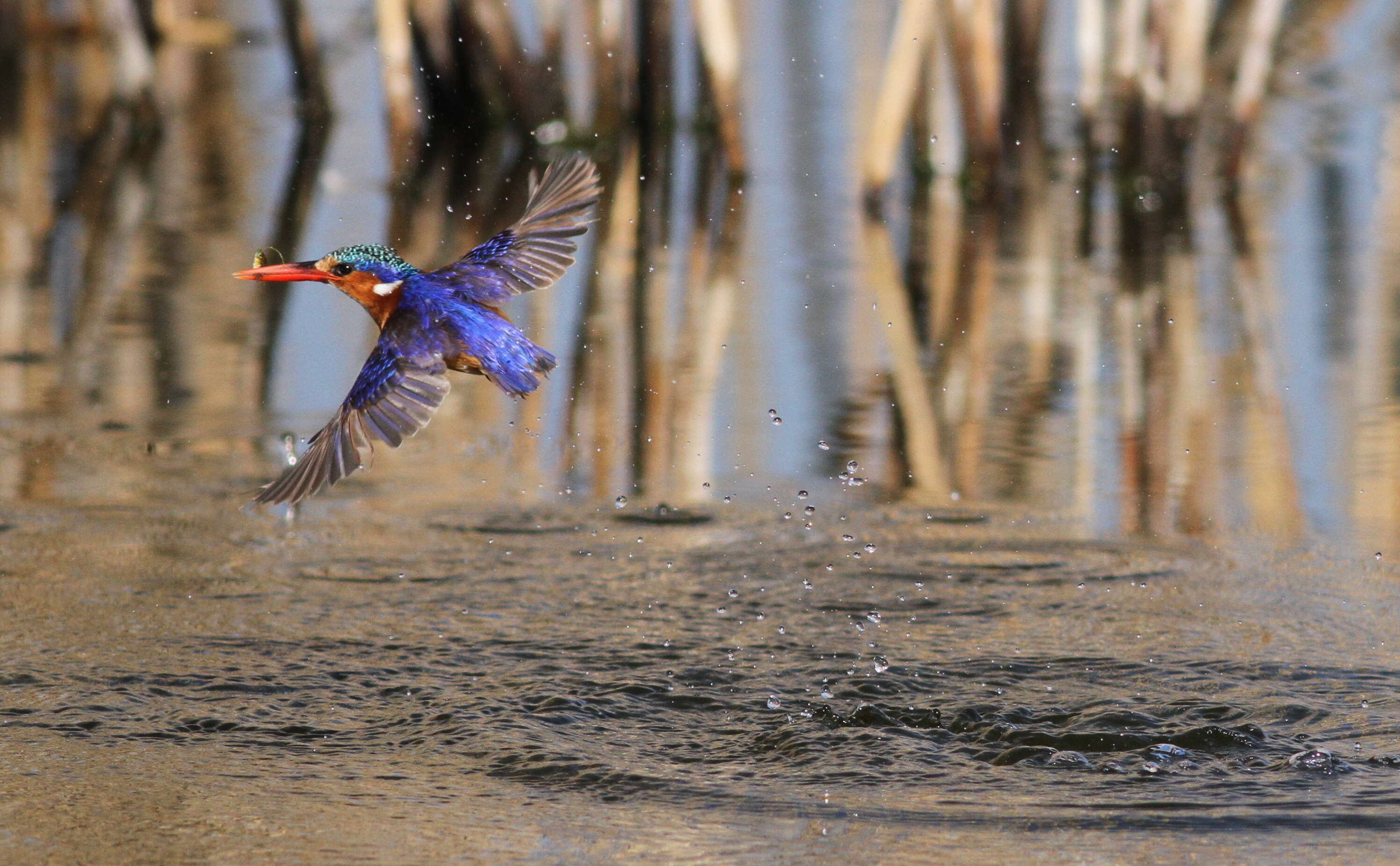 Image of Alcedo cristata