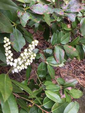 Image of mountain fetterbush