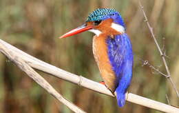 Image of Alcedo cristata