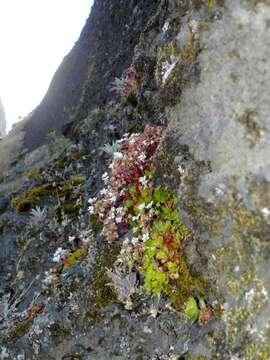 Sivun Saxifraga maderensis D. Don kuva