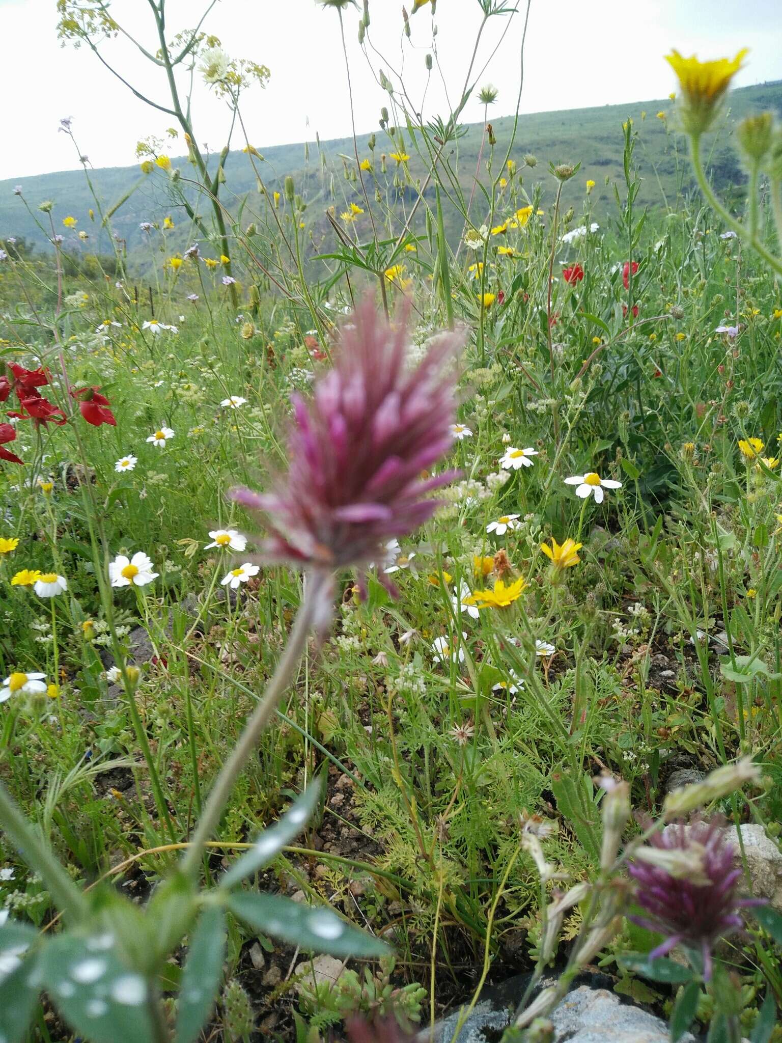 Imagem de Trifolium dasyurum C. Presl