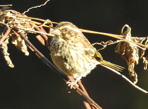 Image of Streaky Seedeater