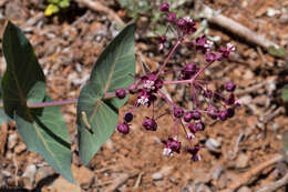 Imagem de Asclepias cordifolia (Benth.) Jepson