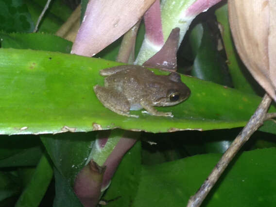 Sivun Eleutherodactylus coqui Thomas 1966 kuva