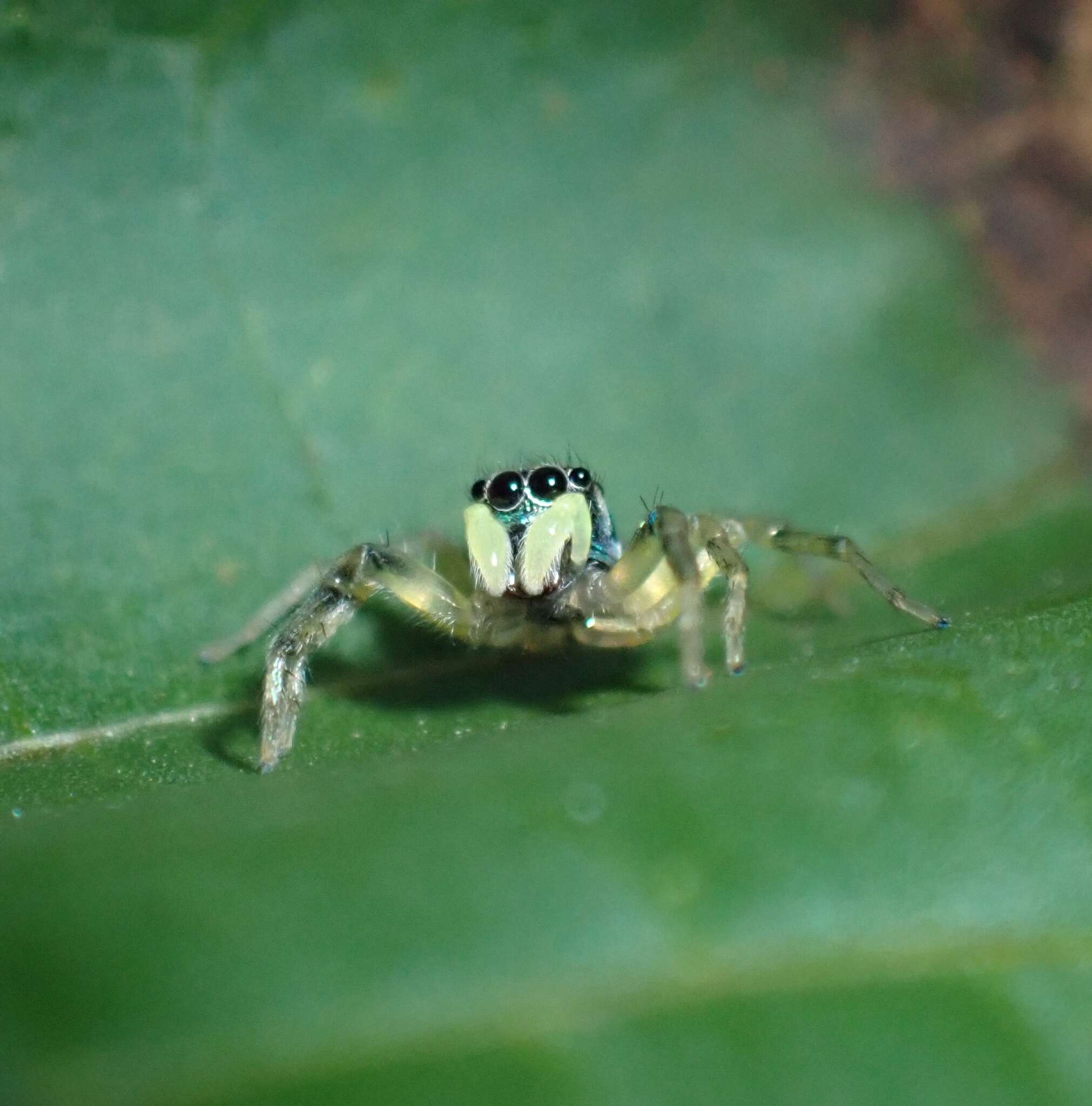 Image of Phintella vittata (C. L. Koch 1846)