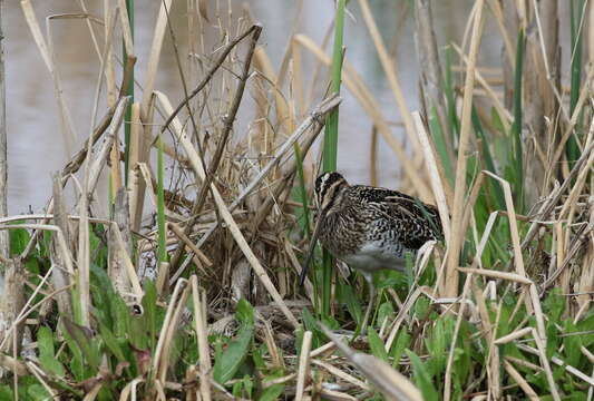 Gallinago nigripennis Bonaparte 1839 resmi