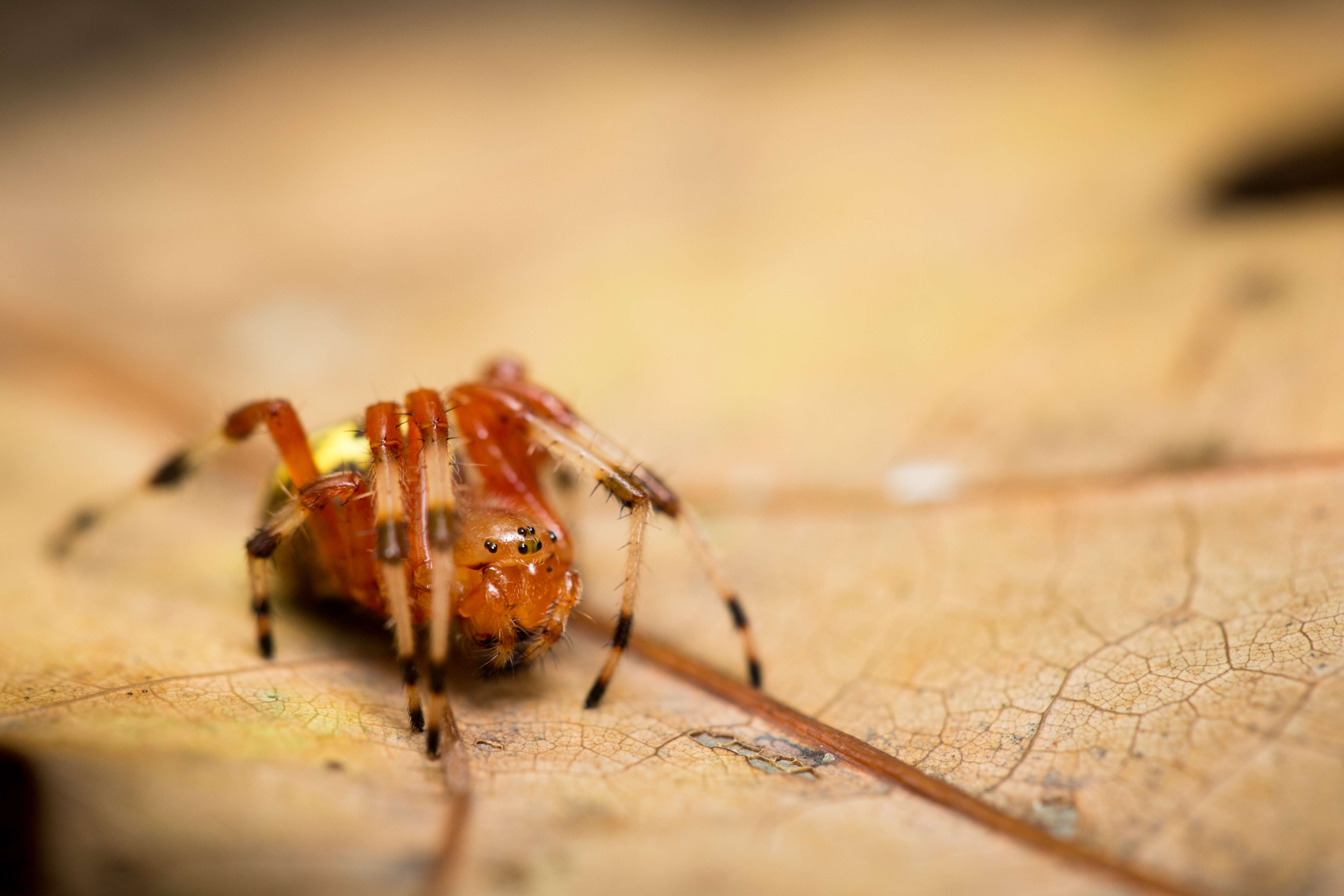 Image of Angulate & Roundshouldered Orbweaver