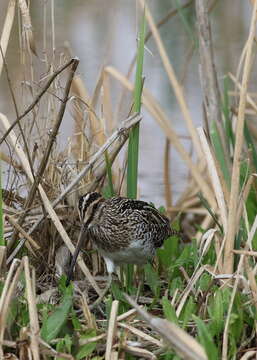 Gallinago nigripennis Bonaparte 1839 resmi