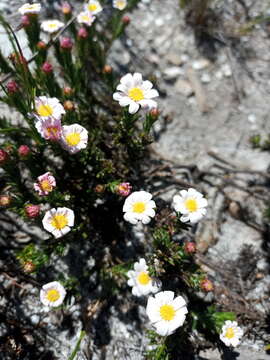 Image of Zyrphelis capensis Zinnecker