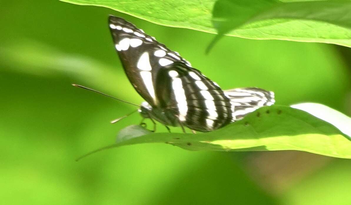 Image of Neptis leucoporus cresina