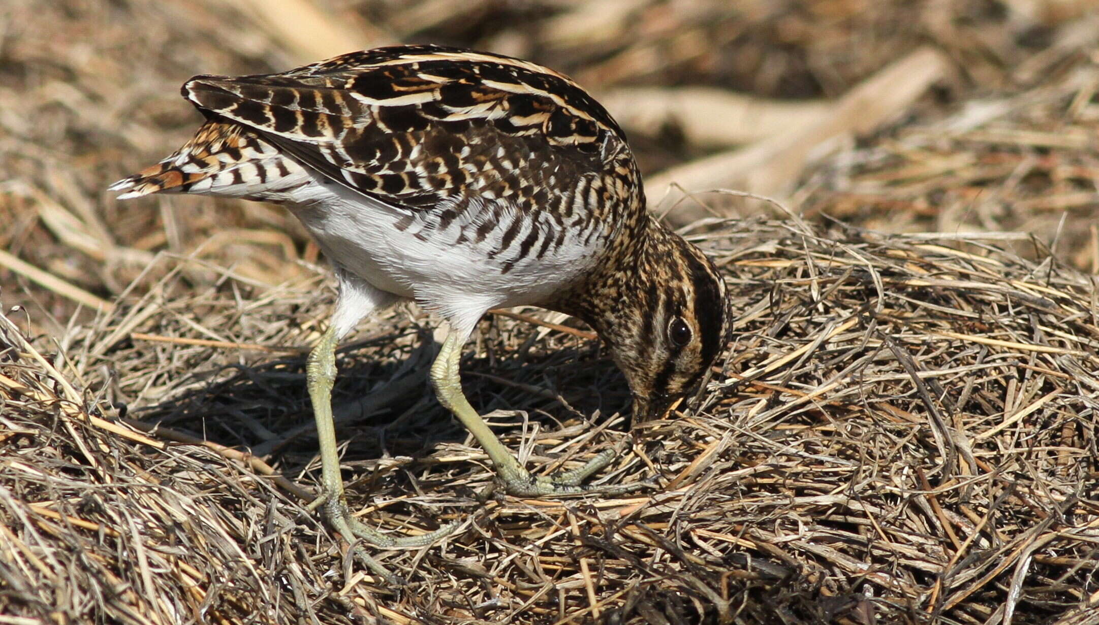 Image of African Snipe