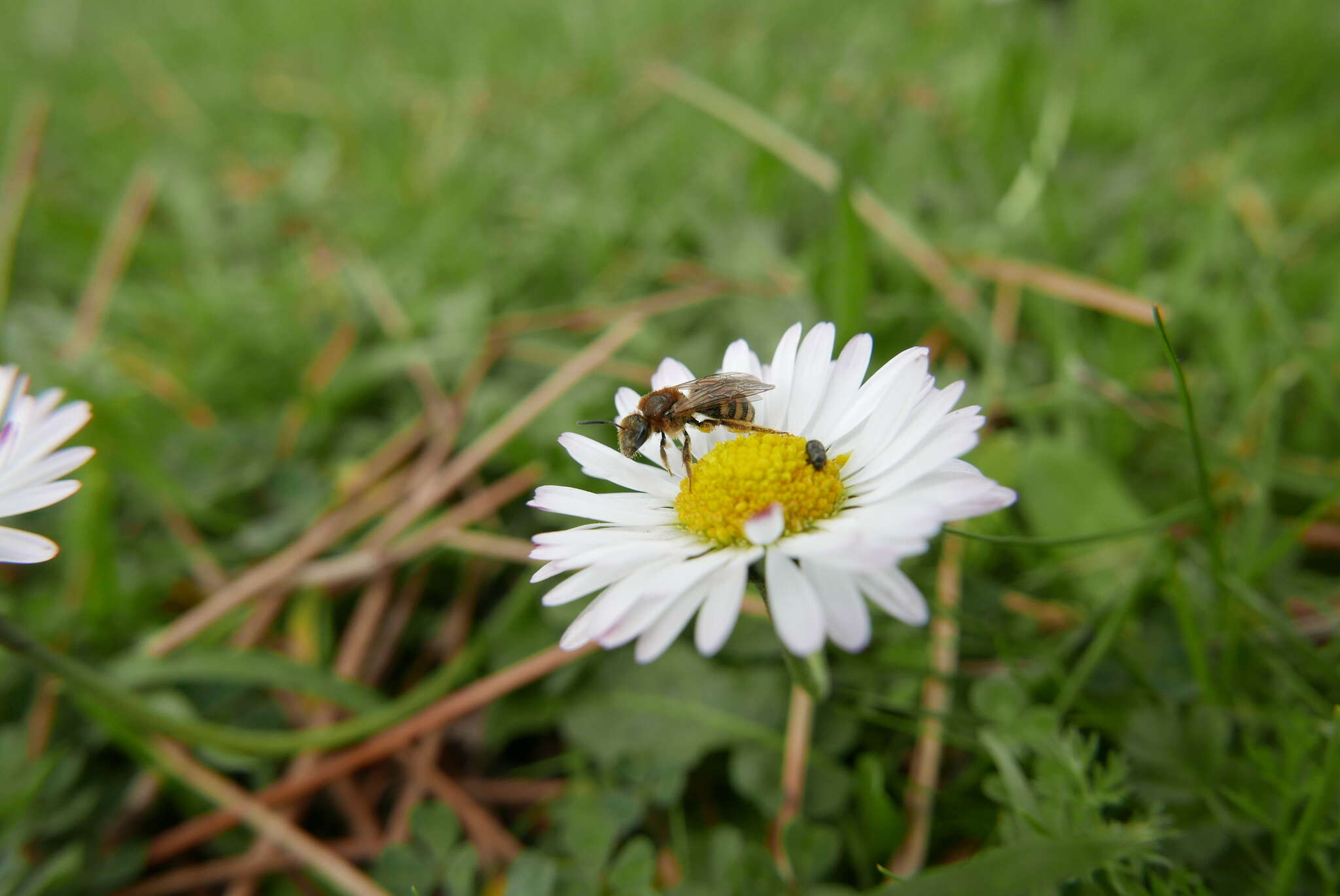 Image of Lasioglossum laevigatum (Kirby 1802)