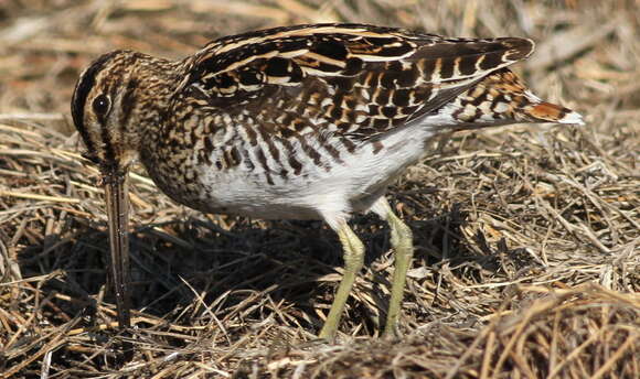 Gallinago nigripennis Bonaparte 1839 resmi