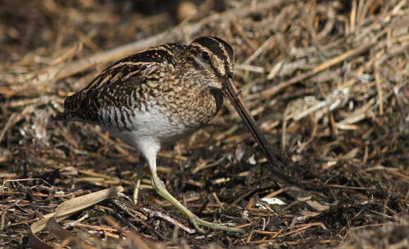 Gallinago nigripennis Bonaparte 1839 resmi